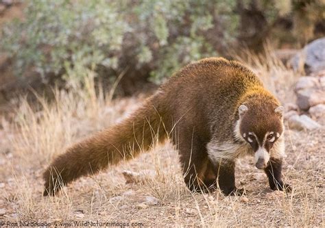 Coatimundi - AZ, NM, TX | Unusual animals, Weird animals, Animals wild