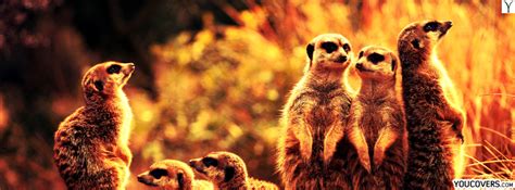 Facebook cover photos animals / fb covers photo for timeline - funny meerkats pictures