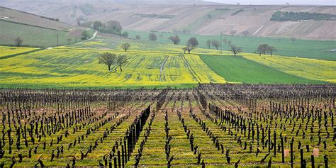 Deconstructing Sancerre: Expressions of Sauvignon Blanc