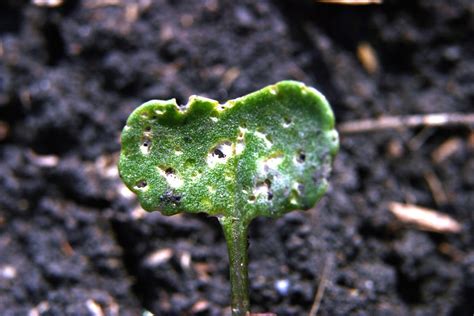 Keep your canola standing strong against flea beetles - Grainews