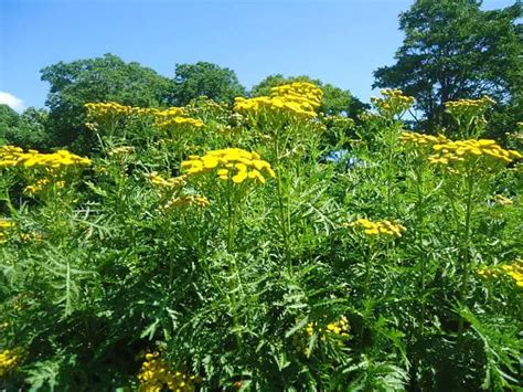 Tansy Herb Uses, Side Effects and Benefits