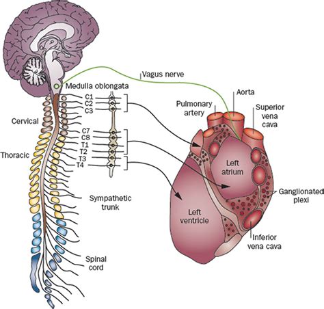 Autonomic Nervous System And Heart - Captions Ideas