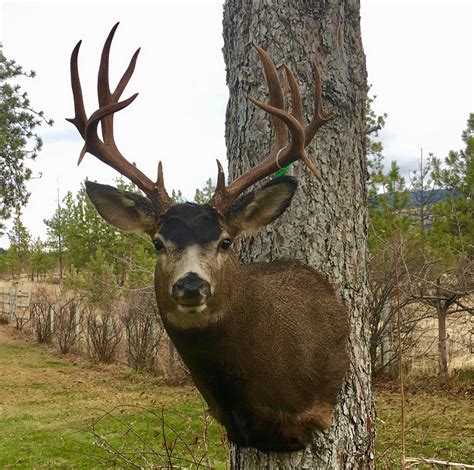 Deer & Pronghorn – Ray Wiens Taxidermy & Tannery