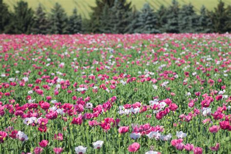 pink poppy field by LaEpona on DeviantArt