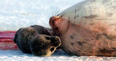 Weddell Seal – "OCEAN TREASURES" Memorial Library