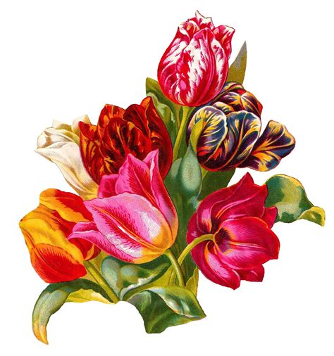 Antique Images: Botanical Artwork Tulip Flower Digital Illustration Clip Art Antique Seed Catalog