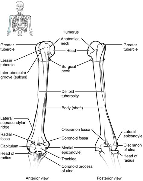 Humerus Radius Ulna Joint