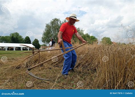 Farmer Harvesting Wheat with Scythe Editorial Photo - Image of grain ...