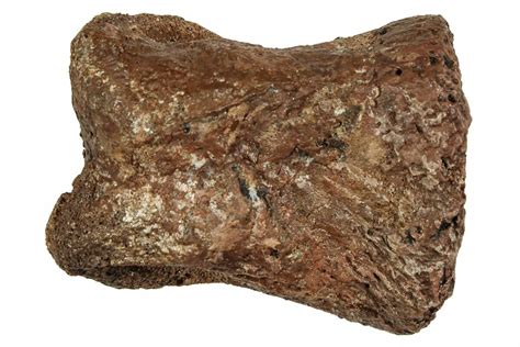 .85" Fossil Dinosaur Phalanx Bone - Hell Creek Formation (#251939) For ...