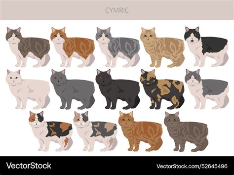 Cymric cat clipart all coat colors set Royalty Free Vector