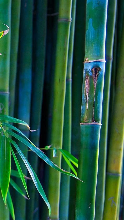 Bamboo iPhone Wallpapers - Top Free Bamboo iPhone Backgrounds ...