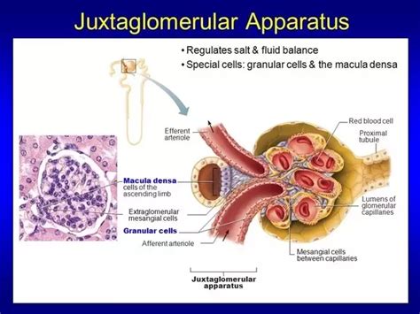 Pin on Urology