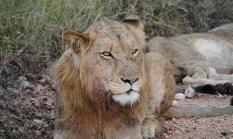 Nyati Safari Lodge, Limpopo - South Africa