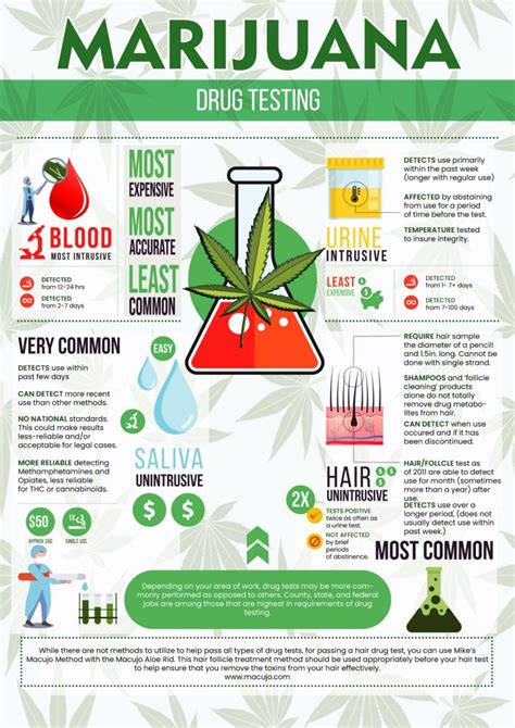 Cannabis Drug Testing Facts Infographic - Macujo