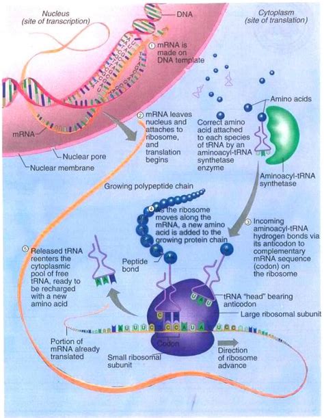 WHAT IS PROTEIN SYNTHESIS ???? - ALL ABOUT DNA AND RNA