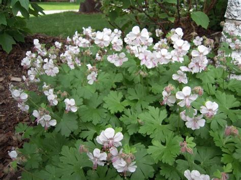 geranium biokovo - Great mounding plant, perhaps use to edge brick path ...