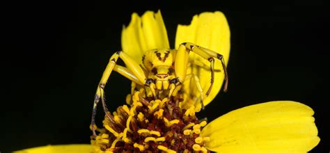 White-banded crab spider - Gottlieb Native Garden