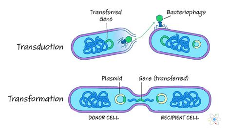 Transduction Bacteria