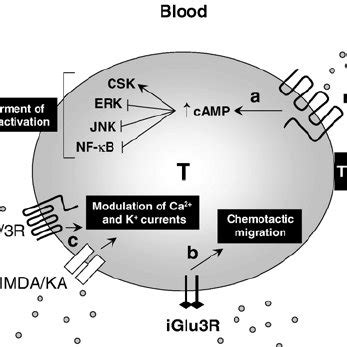 Function of glutamate receptors in resting T cells. Glutamate receptors... | Download Scientific ...