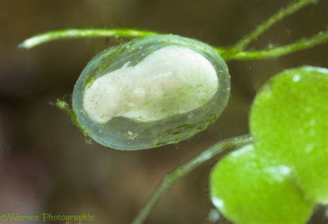 Common Newt egg photo WP11347