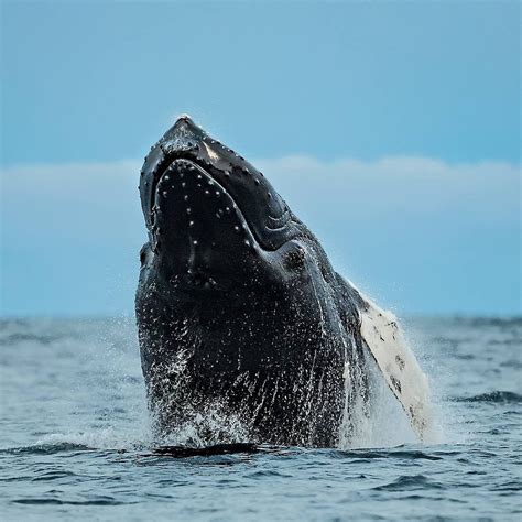 Credit to @arcticlightphoto : How about 30ton of whale jumping up in front of your boat? The ...