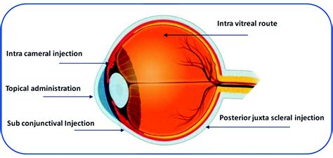 Nanocarriers for ocular drug delivery: current status and translational opportunity - RSC ...