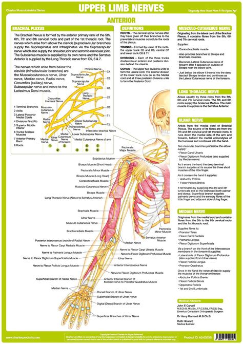 Nervous System Upper Limbs Poster - Anterior