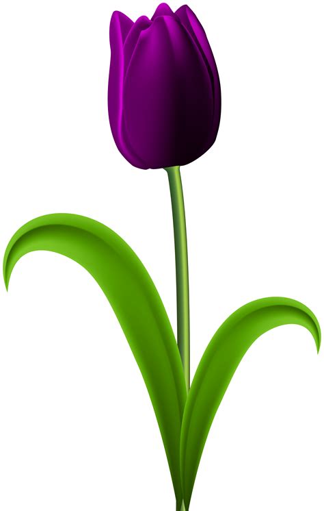 Purple Tulip Png Clip Art Library - vrogue.co