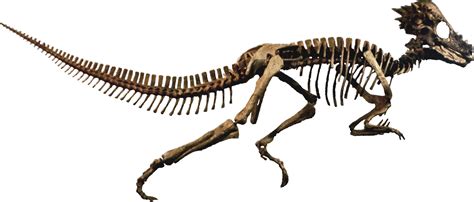 Dinosaur Bones Fossils PNG HD Image | PNG All