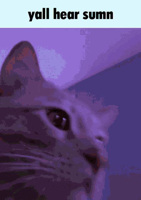 Cat Vibe GIF - Cat Vibe - Discover & Share GIFs