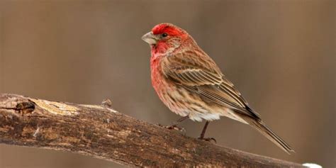 15 Birds With Red Heads and Where To Find Them [Pictures & Guide ...