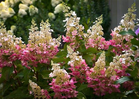 Pinky Winky Hydrangea For Sale Online | The Tree Center