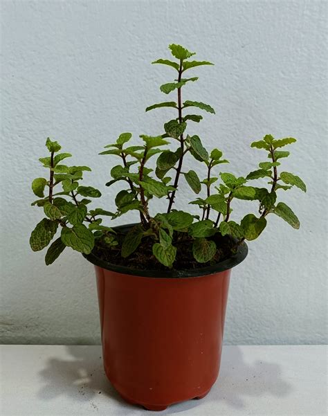 Pudina or Mint Plant - URBANO.IN pudina or mint plant is a medicinal plant