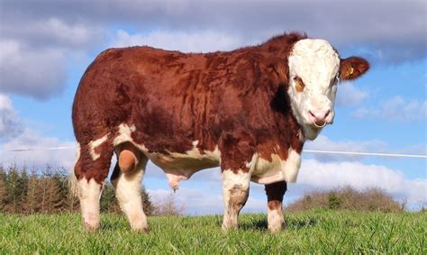 Simmental Cattle