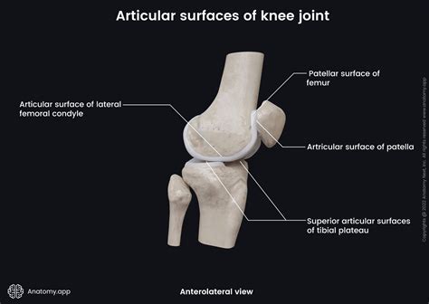 Patella Bone Diagram