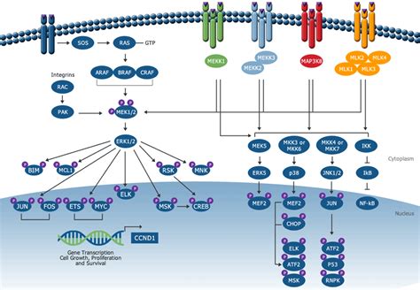 MEK1 And MEK2 Inhibitors And Cancer Therapy: The Long And, 44% OFF