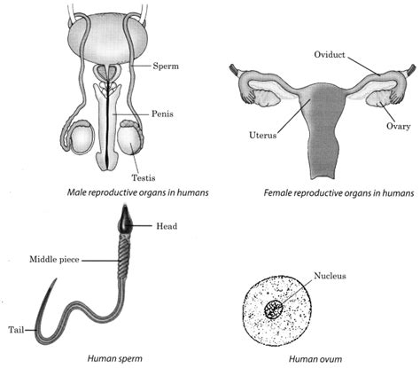 Reproduction in Animals Class 8 Notes Science Chapter 9 – NCERT MCQ