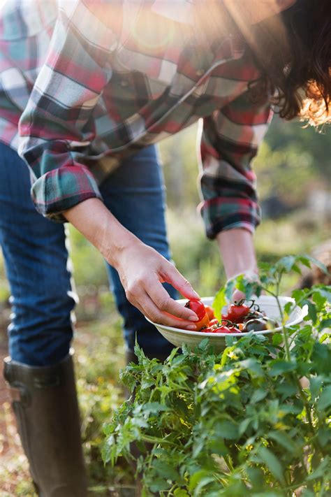 Tomato Season — Acorn Acres Farm (Chesterton, IN)