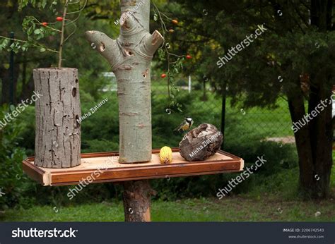 Different Types Bird Feeders All One Stock Photo 2206742543 | Shutterstock