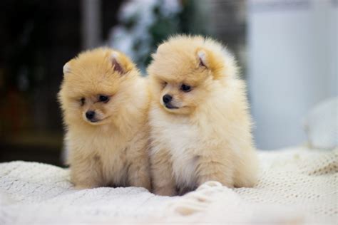 Where to Find Very Small Dog Breeds For Sale - Furry Babies