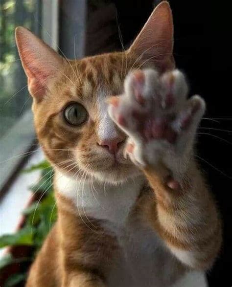 Pin de Cat Lover 4 em Waving Hello Or Goodbye | Gata linda, Gatos ...