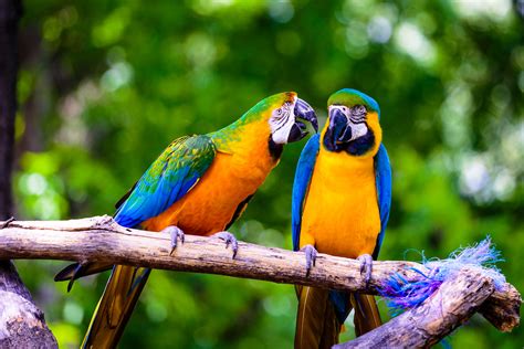 Scientists reveal how parrots get their colorful feathers - Earth.com