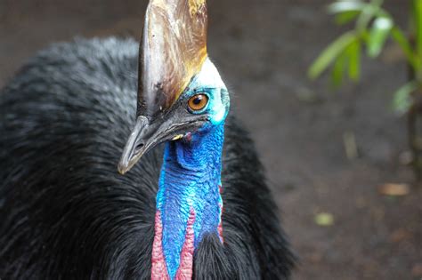 Cassowary kills owner, highlighting the dangers of exotic pets - Earth.com