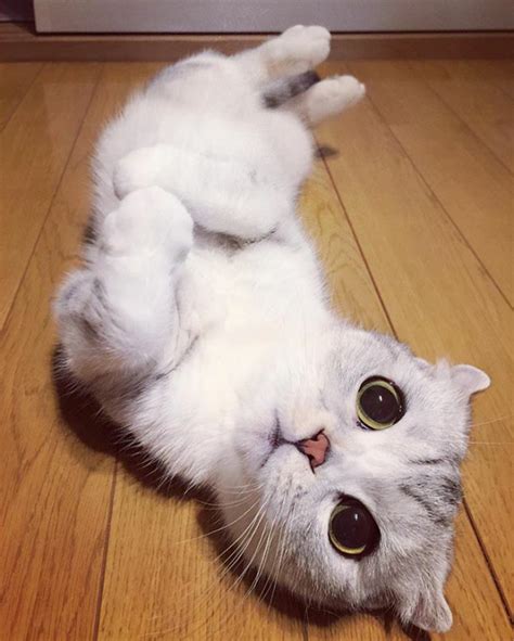 Meet Hana, A Japanese Kitty With Incredibly Big Eyes Who Is Taking Instagram By Storm | Bored Panda