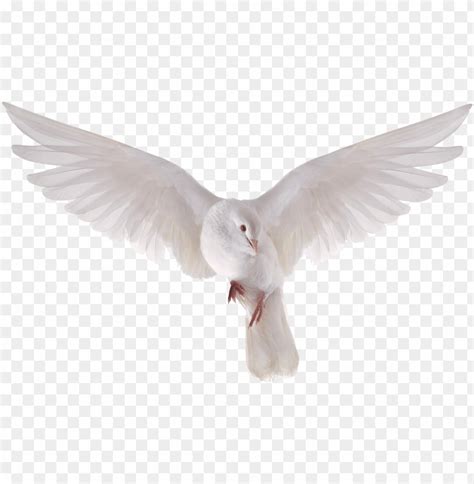 Heavenly Dove Holy Spirit Transparent Png Heavenly - Flying Dove PNG ...