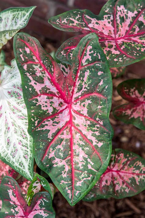 Caladium: Plant Care & Growing Guide