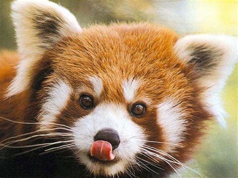 Red panda face. Mammals. Red panda, Panda and Animal, Cute Baby Red Pandas HD wallpaper | Pxfuel