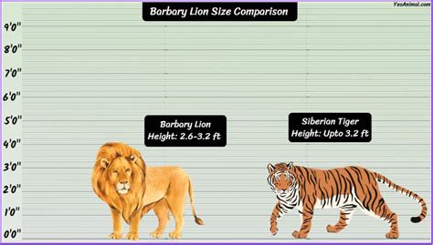 Barbary Lion Size: How Big Were They Compared To Others?