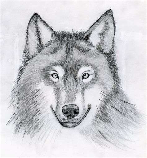 Pencil Cool Wolf Drawing Easy - bmp-mathematical