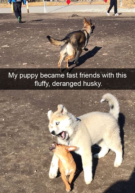 71 Of The Most Hilarious Posts About Huskies Ever | Bored Panda